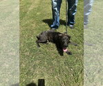 Small #1 American Pit Bull Terrier Mix