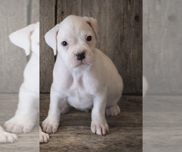 Medium Photo #2 Boxer Puppy For Sale in SAPULPA, OK, USA