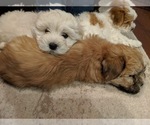 Small Photo #24 Coton de Tulear Puppy For Sale in YELM, WA, USA