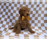 Small #5 Poodle (Miniature)