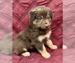 Small #2 Australian Shepherd