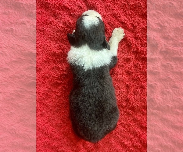 Medium Photo #3 Australian Shepherd Puppy For Sale in LODA, IL, USA