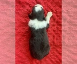 Small #2 Australian Shepherd