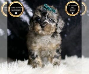 Medium Poodle (Miniature)