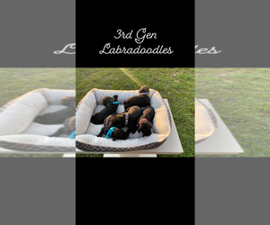 Labradoodle-Poodle (Standard) Mix Puppy for sale in CHATSWORTH, GA, USA