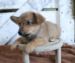 Small Photo #2 Pembroke Welsh Corgi-Pomeranian Mix Puppy For Sale in HONEY BROOK, PA, USA