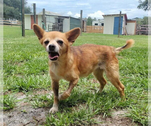 Medium Photo #3 Chihuahua-Unknown Mix Puppy For Sale in oakland, FL, USA