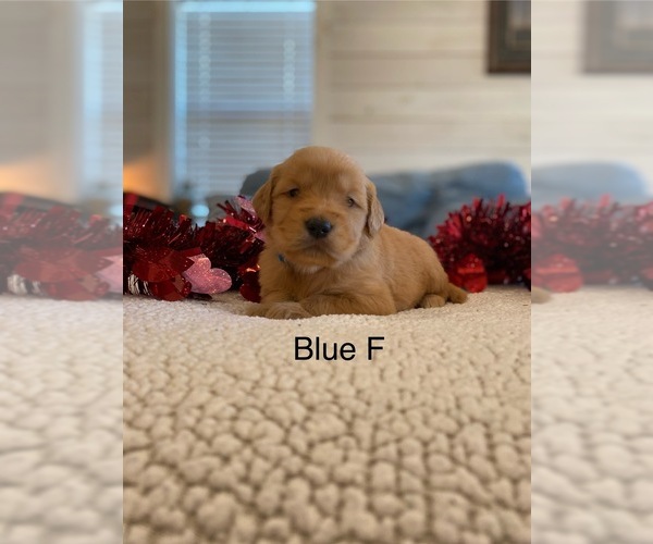 Medium Photo #2 Golden Retriever Puppy For Sale in SURGOINSVILLE, TN, USA