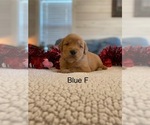 Small #1 Golden Retriever
