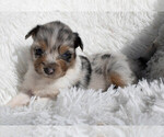 Small #4 Miniature Australian Shepherd