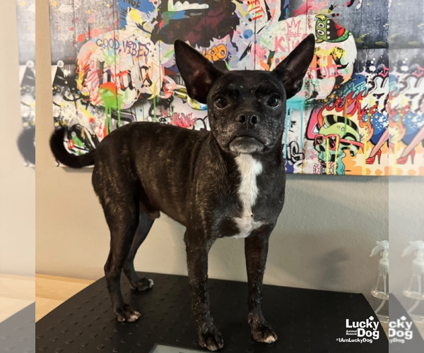 Medium Photo #1 Boston Terrier-Unknown Mix Puppy For Sale in Washington, DC, USA