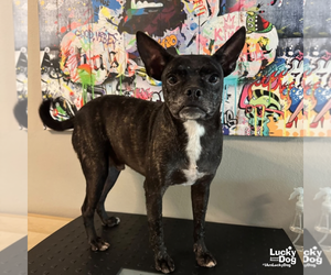 Boston Terrier-Unknown Mix Dogs for adoption in Washington, DC, USA
