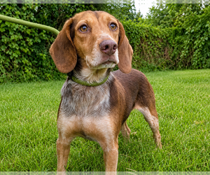 Beagle Dogs for adoption in Dunnellon, FL, USA