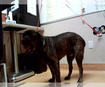 Small Shepweiller