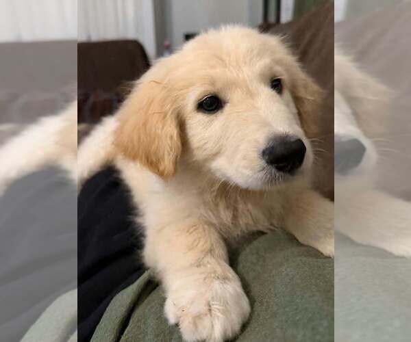 Medium Photo #1 Golden Pyrenees Puppy For Sale in Aurora, IN, USA