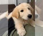 Colton - Male Golden Pyrenees Dog for Adoption - Small photo