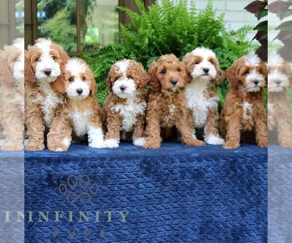 Medium Photo #2 Cavapoo (Miniature) Puppy For Sale in NARVON, PA, USA