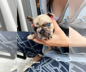 French Bulldog Puppy for sale in North York, Ontario, Canada