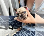 Small Photo #1 French Bulldog Puppy For Sale in North York, Ontario, Canada