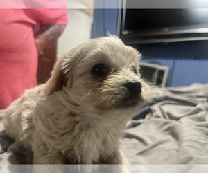 Maltipoo Puppy for sale in SEVEN SPRINGS, NC, USA