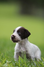 German Wirehaired Pointer Puppy for sale in REDDICK, FL, USA