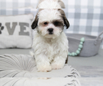 Small Photo #5 Poodle (Miniature)-ShihPoo Mix Puppy For Sale in MARIETTA, GA, USA