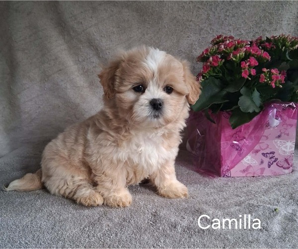 Medium Photo #2 Zuchon Puppy For Sale in MOUNT PLEASANT, MI, USA