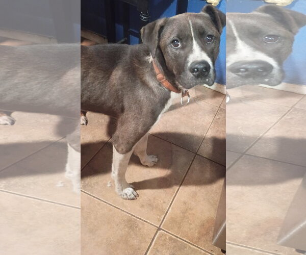 Medium Photo #1 Mutt Puppy For Sale in Pacific grove , CA, USA