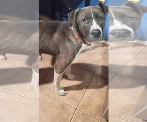 Mutt Dogs for adoption in Pacific grove , CA, USA
