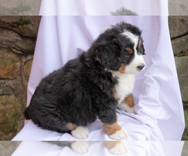 Medium Photo #4 Bernese Mountain Dog Puppy For Sale in FREDERICKSBG, OH, USA