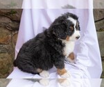 Small Photo #4 Bernese Mountain Dog Puppy For Sale in FREDERICKSBG, OH, USA