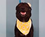 Small #1 Labrador Retriever