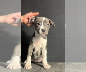 American Staffordshire Terrier Puppy for sale in STOCKBRIDGE, MI, USA