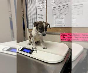 German Shepherd Dog-Unknown Mix Dogs for adoption in Conroe, TX, USA
