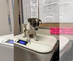 Small German Shepherd Dog Mix