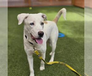 Border Collie-Unknown Mix Dogs for adoption in Las Vegas, NV, USA