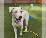 Small Border Collie Mix