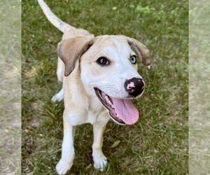 Catahoula Leopard Dog Dogs for adoption in GILBERTS, IL, USA