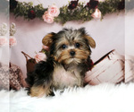 Small #3 Yorkshire Terrier