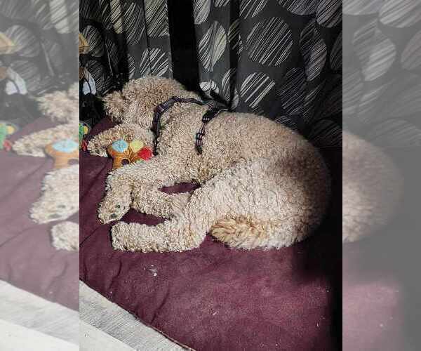 Medium Photo #1 Goldendoodle Puppy For Sale in HUDSON, FL, USA