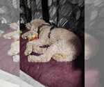 Small Photo #1 Goldendoodle Puppy For Sale in HUDSON, FL, USA