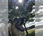DA 24 Dez - Male German Shepherd Dog Dog for Adoption - Small photo