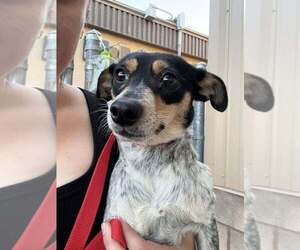 Chihuahua-Unknown Mix Dogs for adoption in Calgary, Alberta, Canada