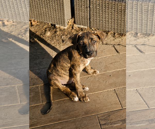 Medium Photo #4 Mutt Puppy For Sale in Woodbury, NY, USA