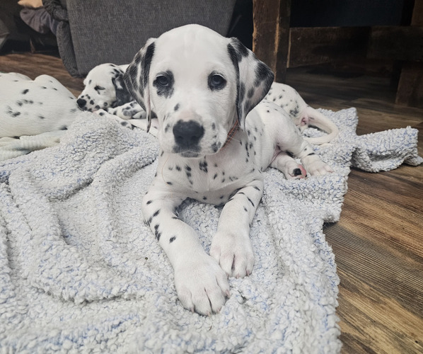 Medium Photo #4 Dalmatian Puppy For Sale in BLOOMFIELD, IN, USA