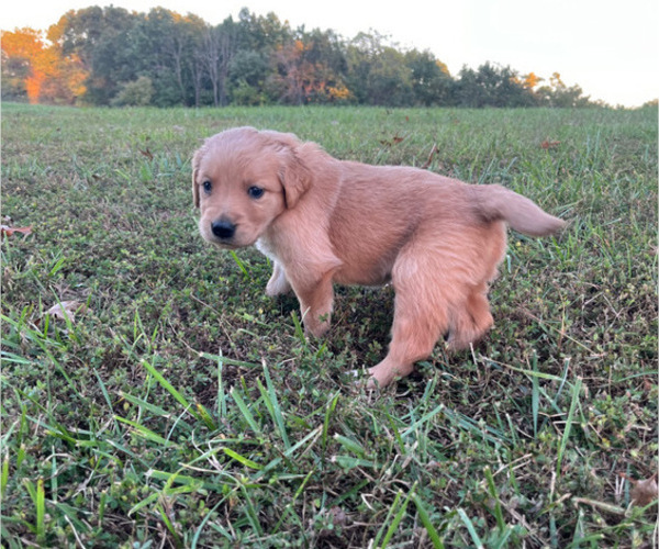 Medium Photo #4 English Cream Golden Retriever Puppy For Sale in CENTERTOWN, MO, USA