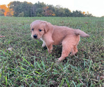Small Photo #4 English Cream Golden Retriever Puppy For Sale in CENTERTOWN, MO, USA