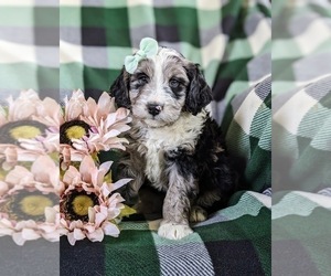 Aussiedoodle Miniature Puppy for sale in OXFORD, PA, USA