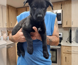 Malinois Puppy for sale in CITRUS SPRINGS, FL, USA