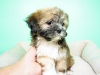 Small Photo #1 Shih Tzu Puppy For Sale in LA MIRADA, CA, USA